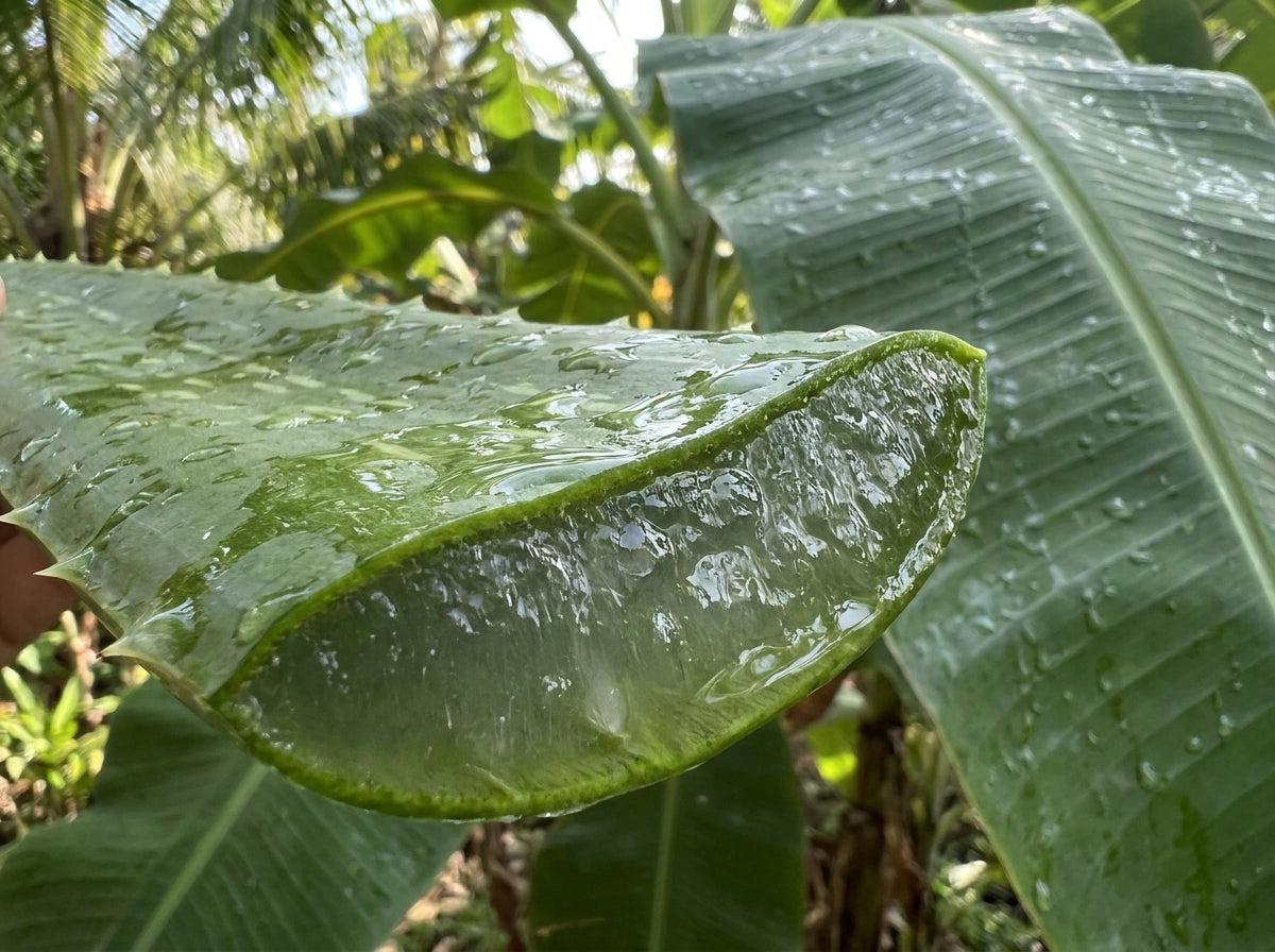 Aloe Vera