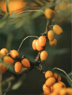 CELVESSIA BI-PHASE 01 — Solution Démaquillante Biphasée à l’Acide Hyaluronique